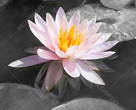 Abstract beautiful pink waterlily or lotus flower in black and w