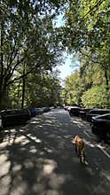 Tree lined parking road with parked cars and deer walking under bright