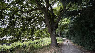 Shaded park path with two small dogs walking beside large tree canopy