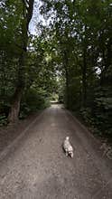 Shaggy small dog walking along quiet forest path under dense green tree