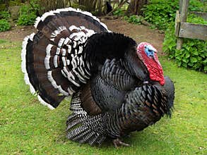 Turkey