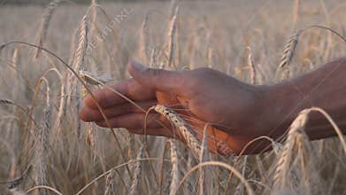 Mans hand amongst ears of wheat