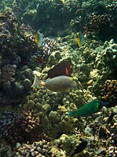 Underwater photo of Surgeonfish, Wrasse and other tropical fish
