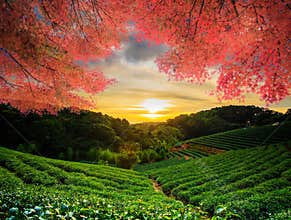 Beautiful tea garden w nice maple