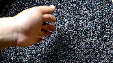Rice Berry in hand