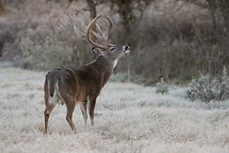 Big heavy beamed whitetail buck smelling the air