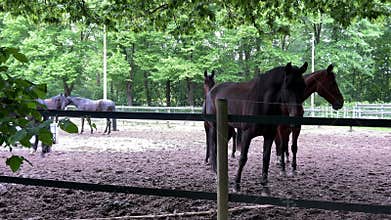 Horses in Sandy Paddock at Amsterdamse Bos near Amsterdamse Manege, Netherlands