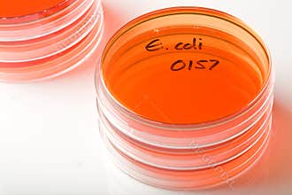 E coli