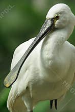 Spoonbill