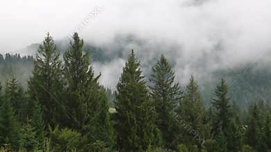 Mist among green trees