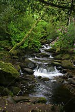 Water Fall of green