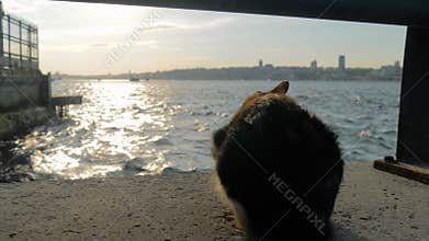 Stray cat is lying on embankment and looking the Bosphorus strait in Istanbul