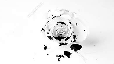 Black oil spilling on White Rose