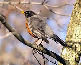 Spring Robin