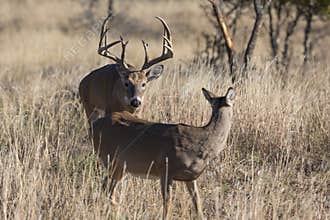 Buck in full rut following a doe in heat