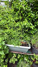 Backyard Food Garden Growing Vegetables, Herbs, Homegrown Food for Self