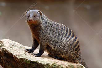 Banded mongoose