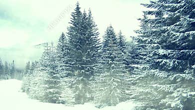 Snowing on trees. Winter in mountains