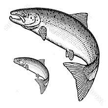 Atlantic Salmon