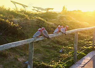 Colorful parrot Galah outdoors