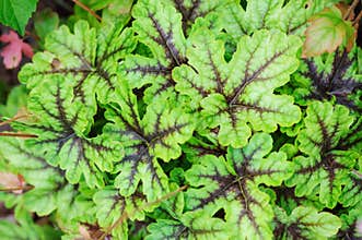Heucherella Tapestry closeup in summer garden.