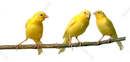 Canaries