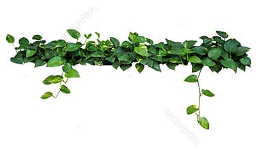 Heart shaped leaves vine, devil`s ivy, golden pothos, isolated o