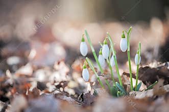 Snowdrop - Galanthus