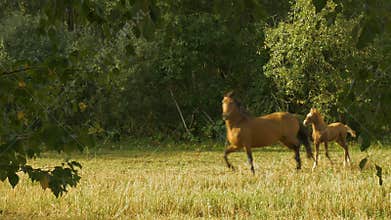 Horses Run in the Circles