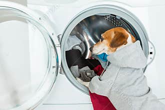 Gray grey hoodie sweater dog back closeup put clothes to washing machine.