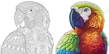 Zentangle macaw parrots