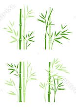 Bamboo