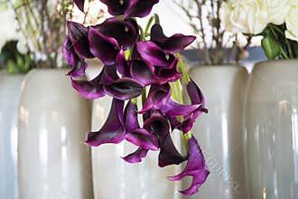 Violet callas in extraordinary arrangement