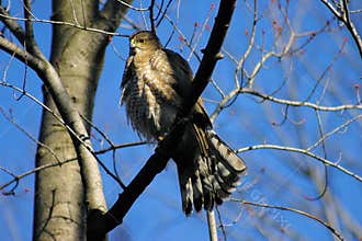 Accipiter Cooperii Coopers Hawk