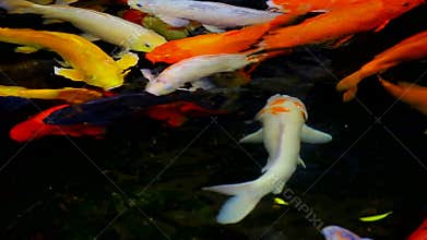 Group of koi or carp fish swimming in a pond