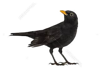 Blackbird Turdus merula looking up , isolated