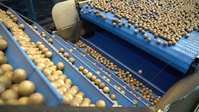 Simulation of the process of hazelnut calibration in a carriage of a factory