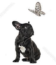 Puppy Black French bulldog watching at a black and white butterfly , isolated on white