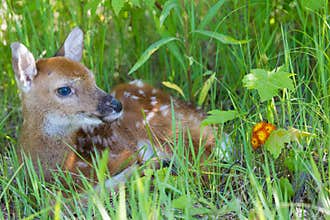 Cute whitetail fawn
