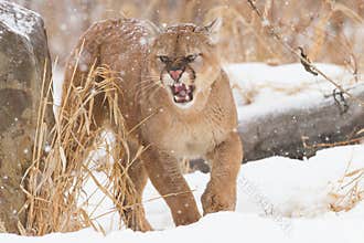Agitated mountain lion
