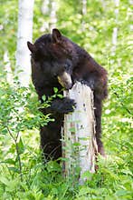 Black bear trying to get honey