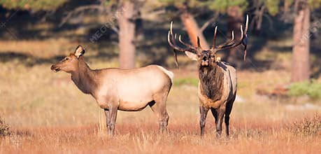 Dominant bull elk