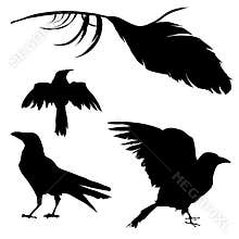 Crow, Raven, Bird, and Feather
