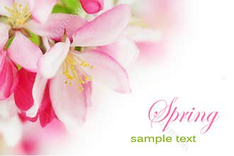 Spring cherry flowers