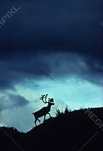 Dramatic Caribou Silhouette