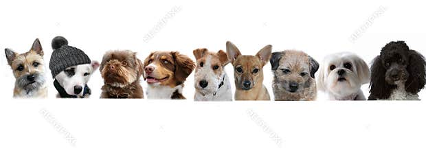 Group of dogs