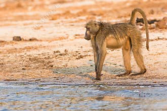 Baboon looking at river for danger