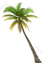 Palm tree isolated on white background