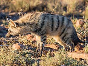 Aardwolf