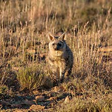 Aardwolf